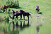 Horses at Uvac Lake (Photo: ”Uvac” Reservation)